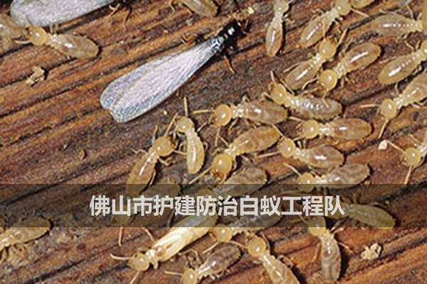 如何消滅白蟻？